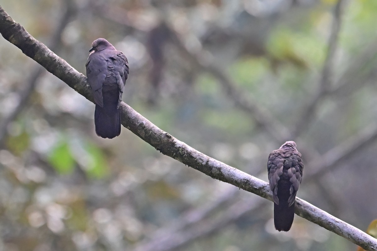 Plumbeous Pigeon - ML625299357