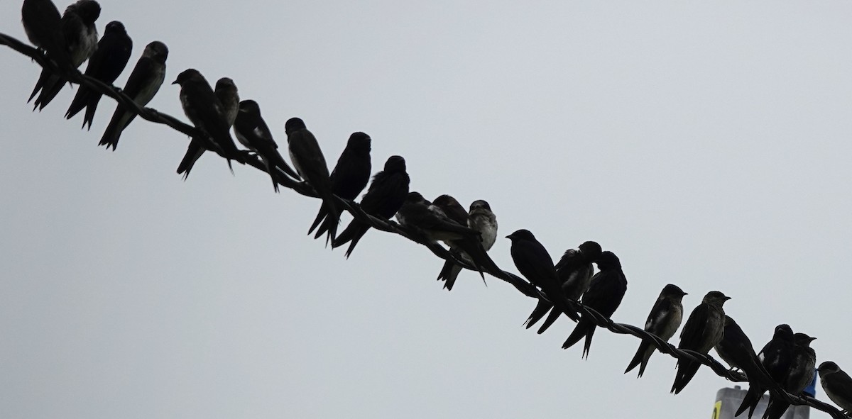 Purple Martin - ML625299378