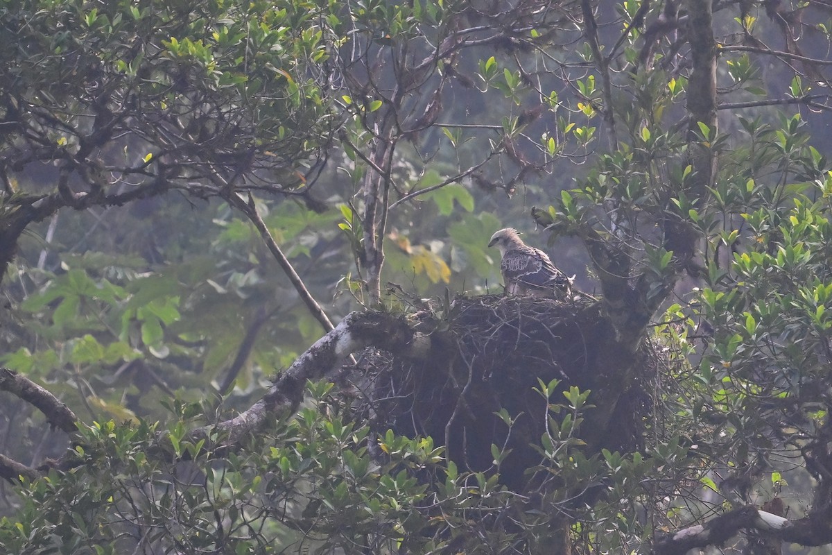 Black-and-chestnut Eagle - ML625299379