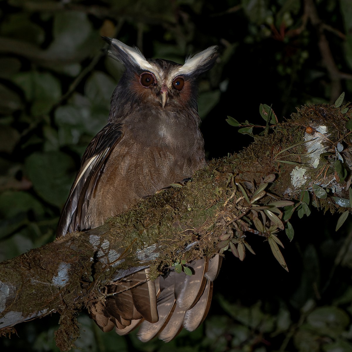 Crested Owl - ML625299431