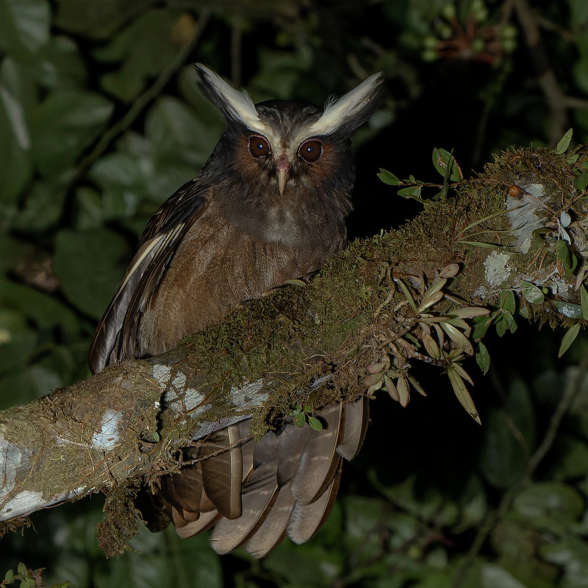 Crested Owl - ML625299432