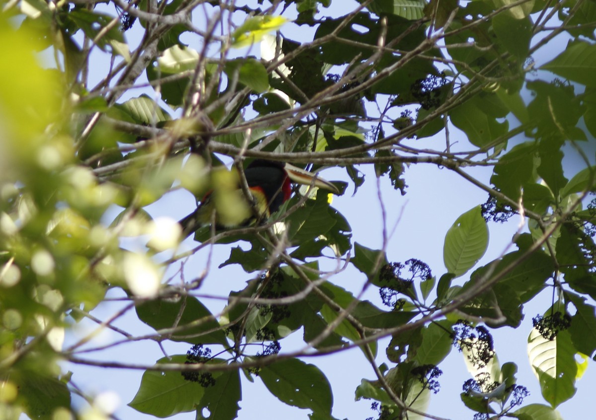 Arasarí de Azara (flavirostris) - ML625299610