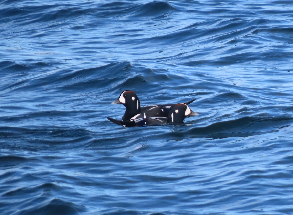 Harlequin Duck - ML625299685