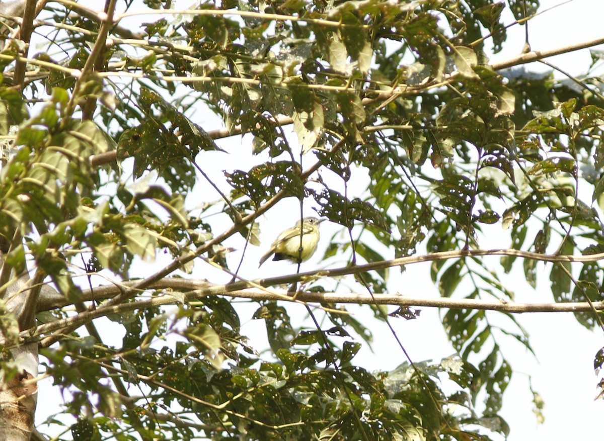 Yellow-margined Flatbill (obscuriceps) - ML625299968
