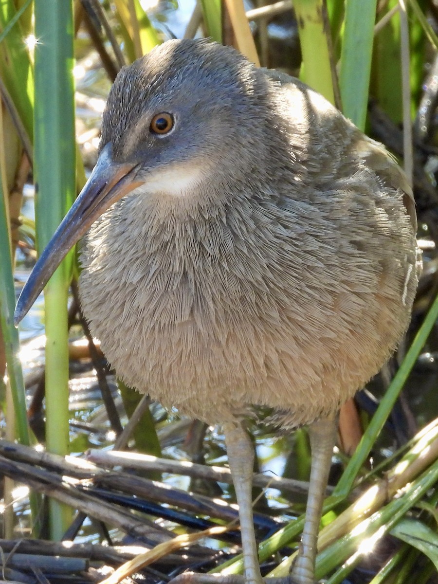 Clapper Rail - ML625300007