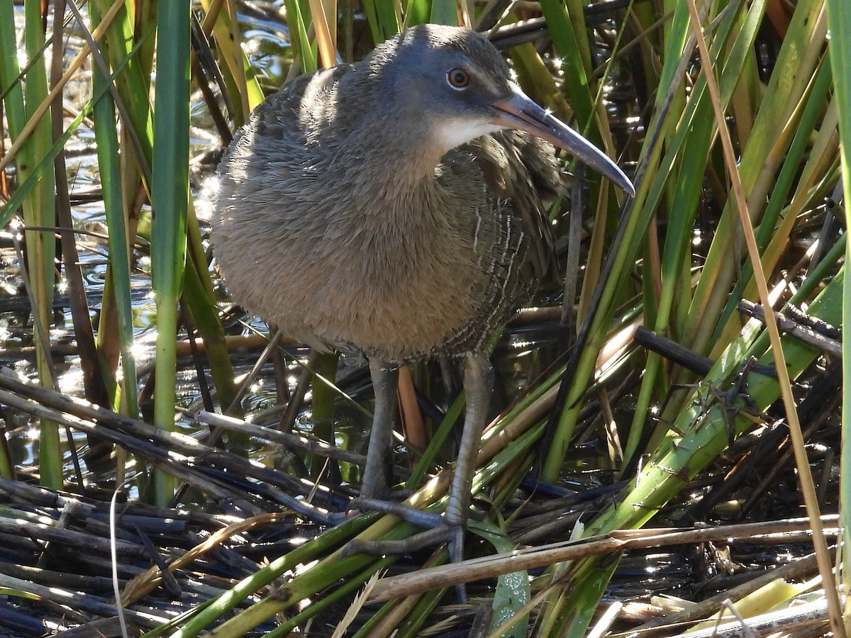 Clapper Rail - ML625300008