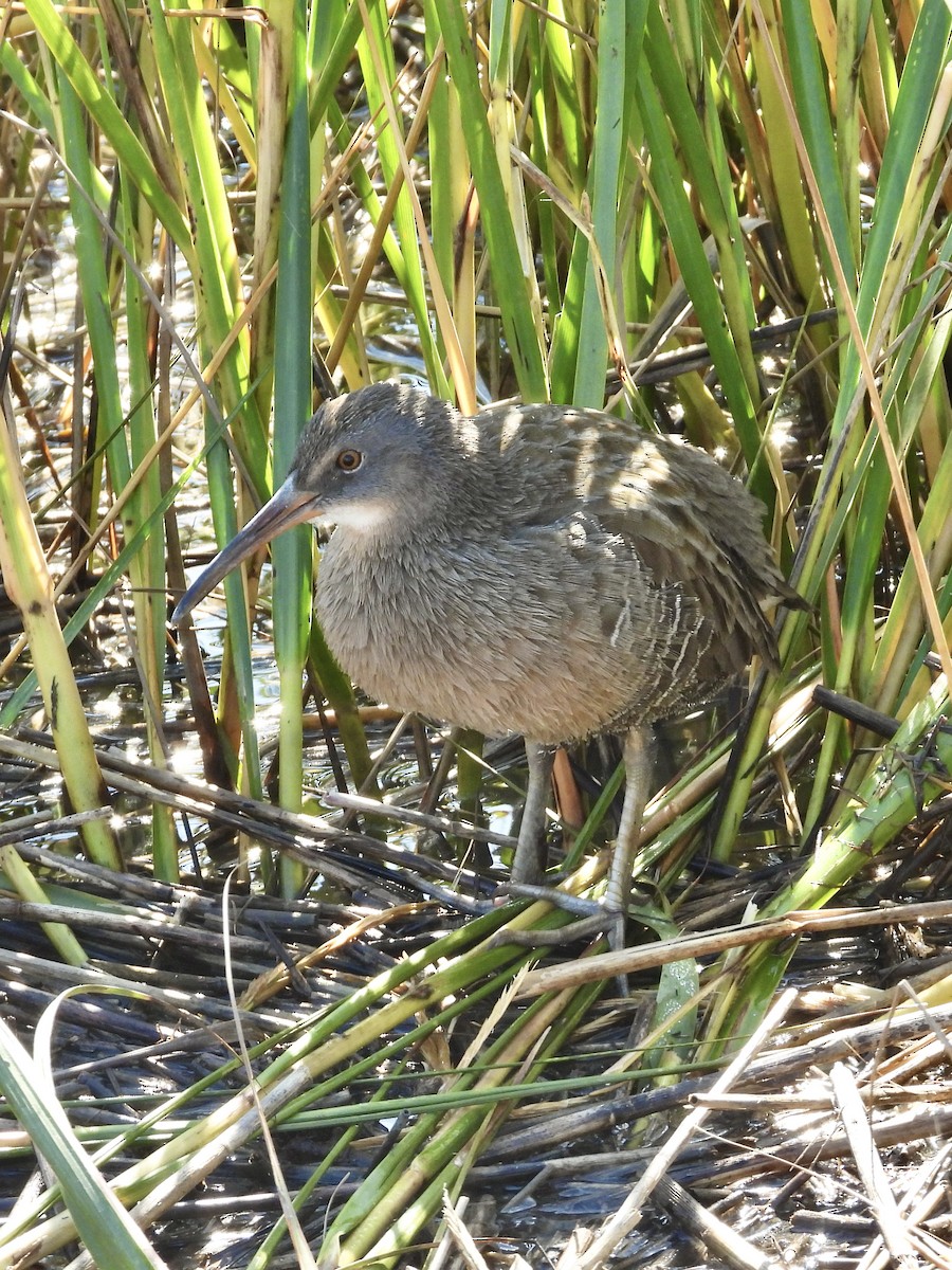 Clapper Rail - ML625300009