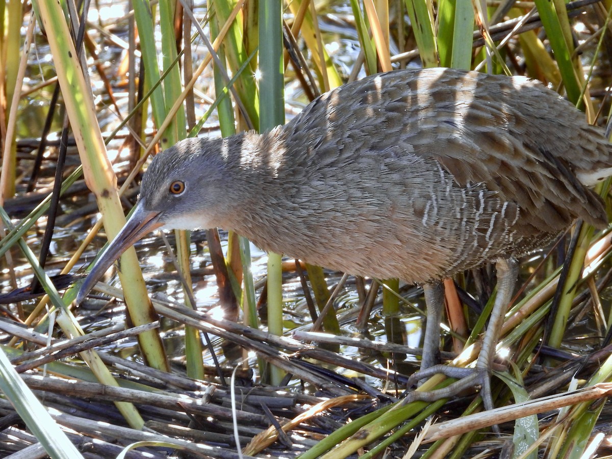 Clapper Rail - ML625300010