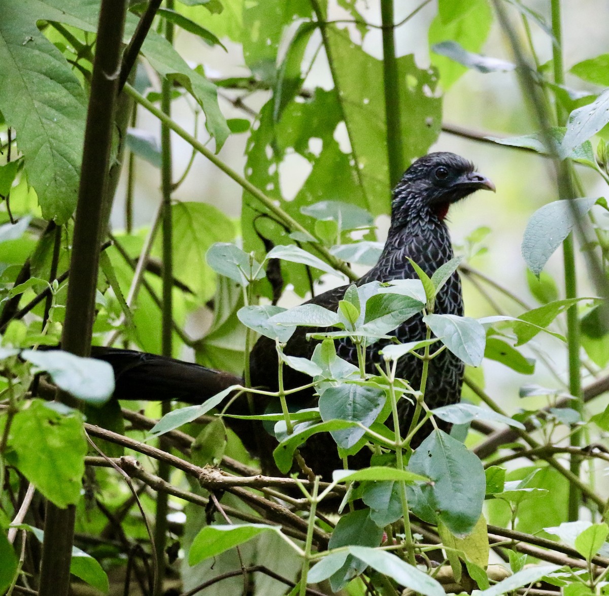 Andean Guan - ML625300026