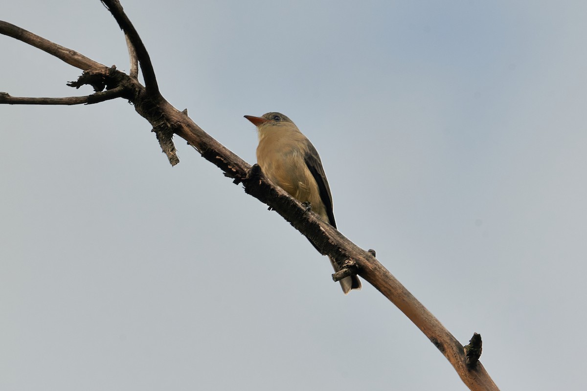 Greater Pewee - ML625300041