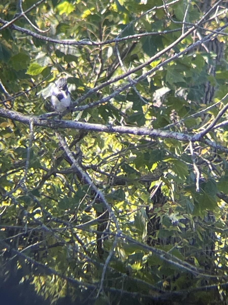 Belted Kingfisher - ML625300059
