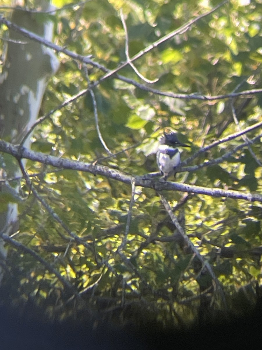 Belted Kingfisher - ML625300060