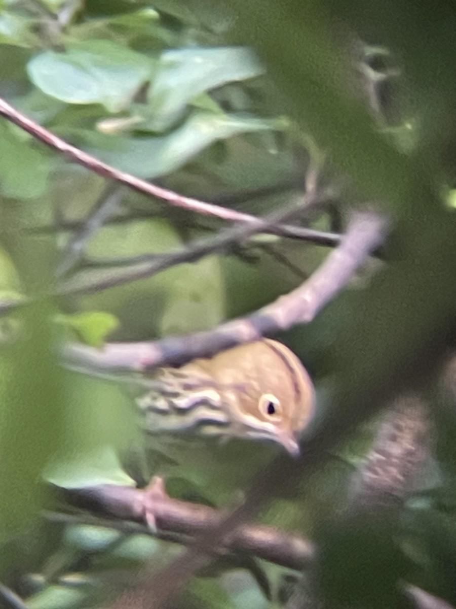 Ovenbird - ML625300133