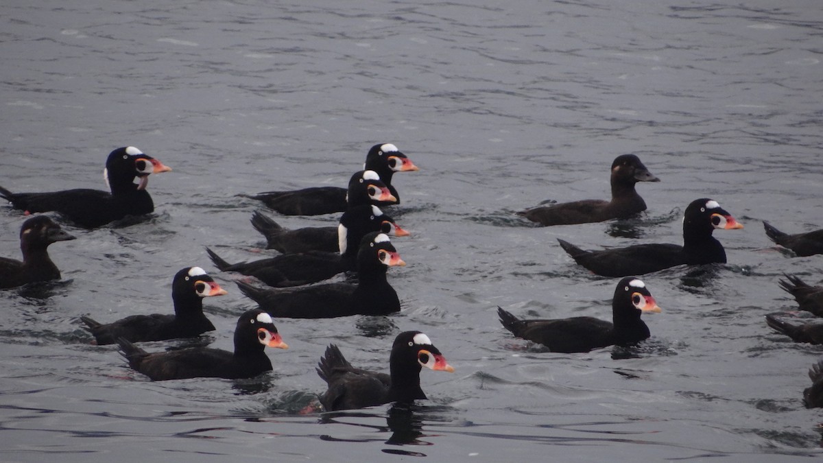 Surf Scoter - ML625300208