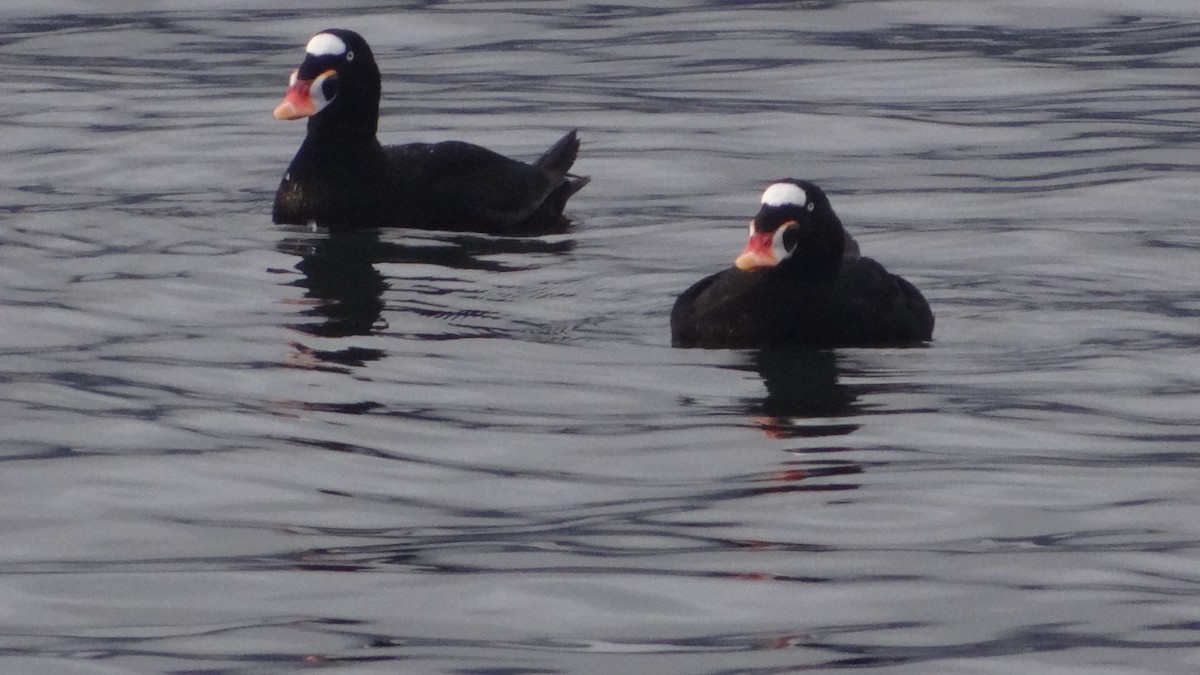 Surf Scoter - ML625300209