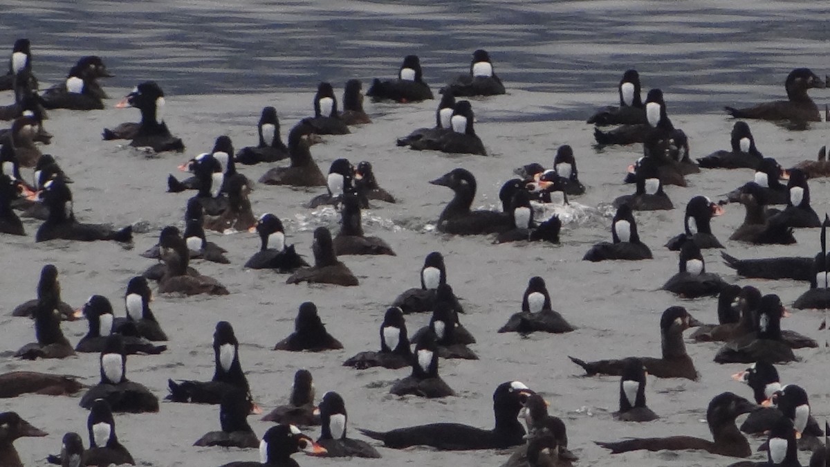 Surf Scoter - ML625300210