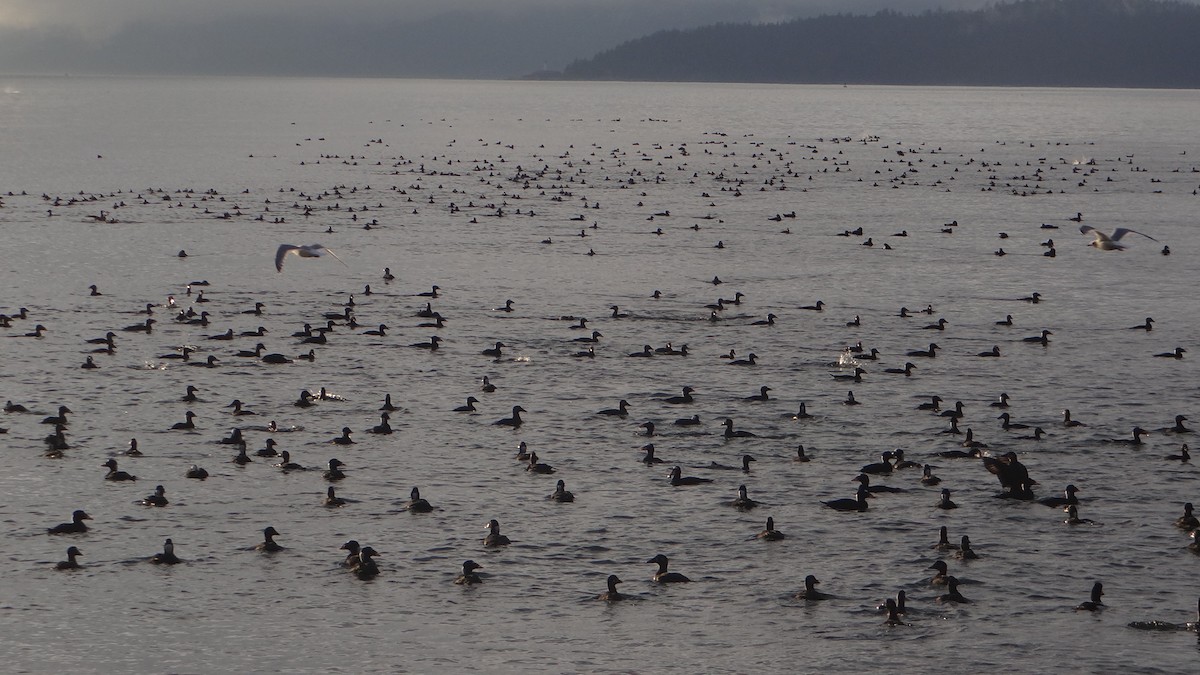 Surf Scoter - ML625300211