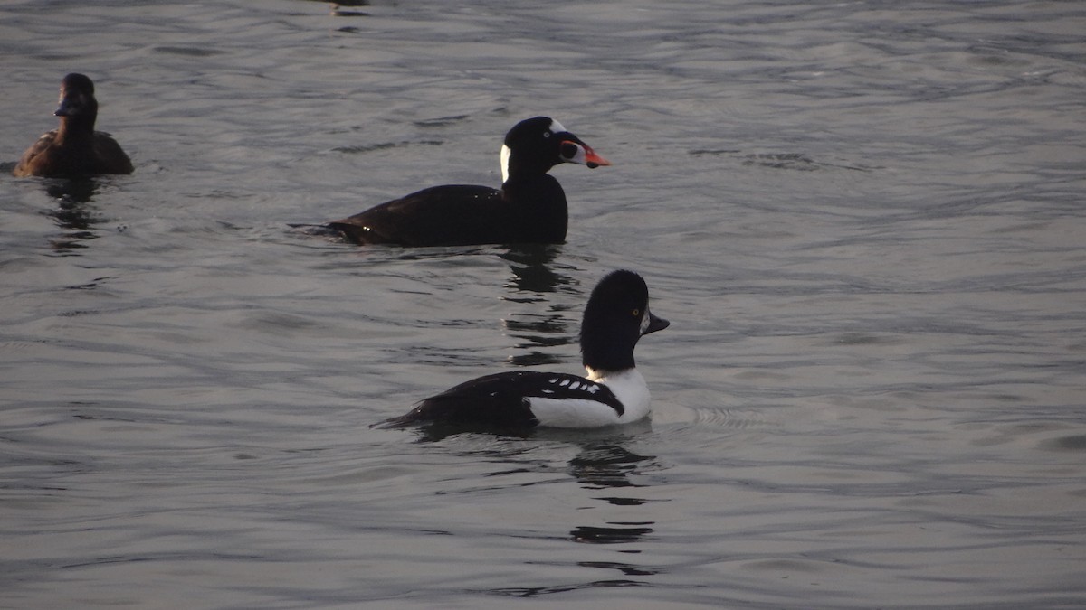 Barrow's Goldeneye - ML625300223