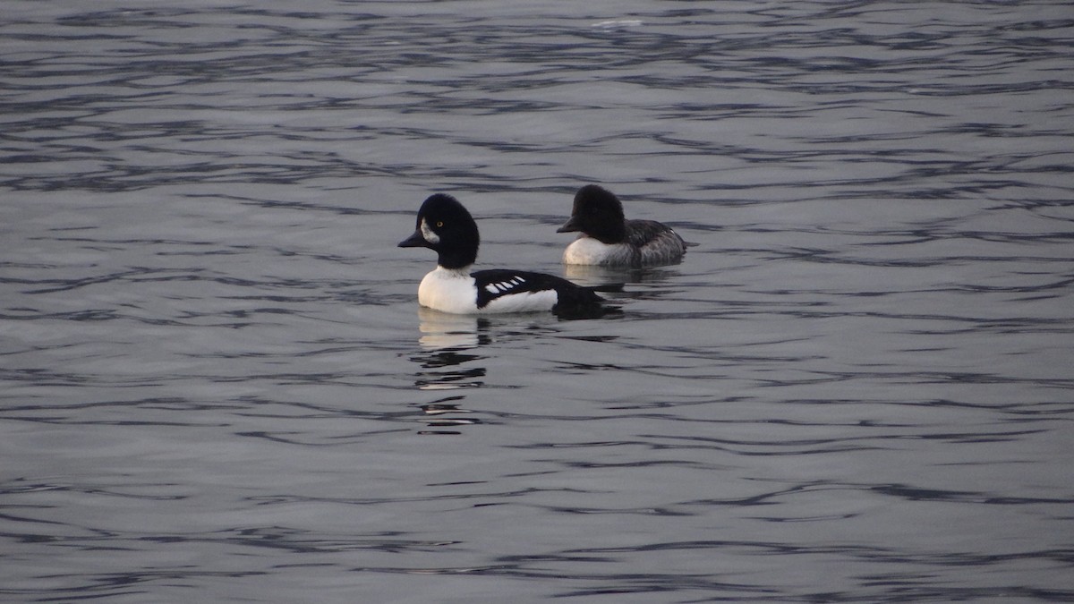 Barrow's Goldeneye - ML625300224