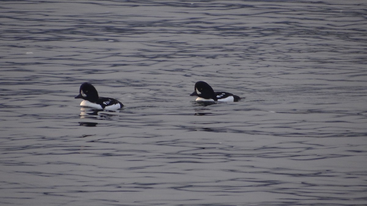 Barrow's Goldeneye - ML625300225