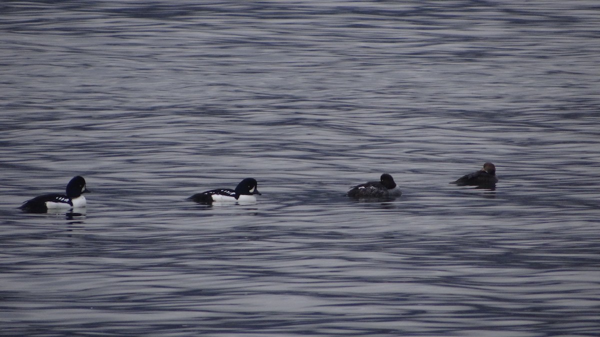 Barrow's Goldeneye - ML625300226