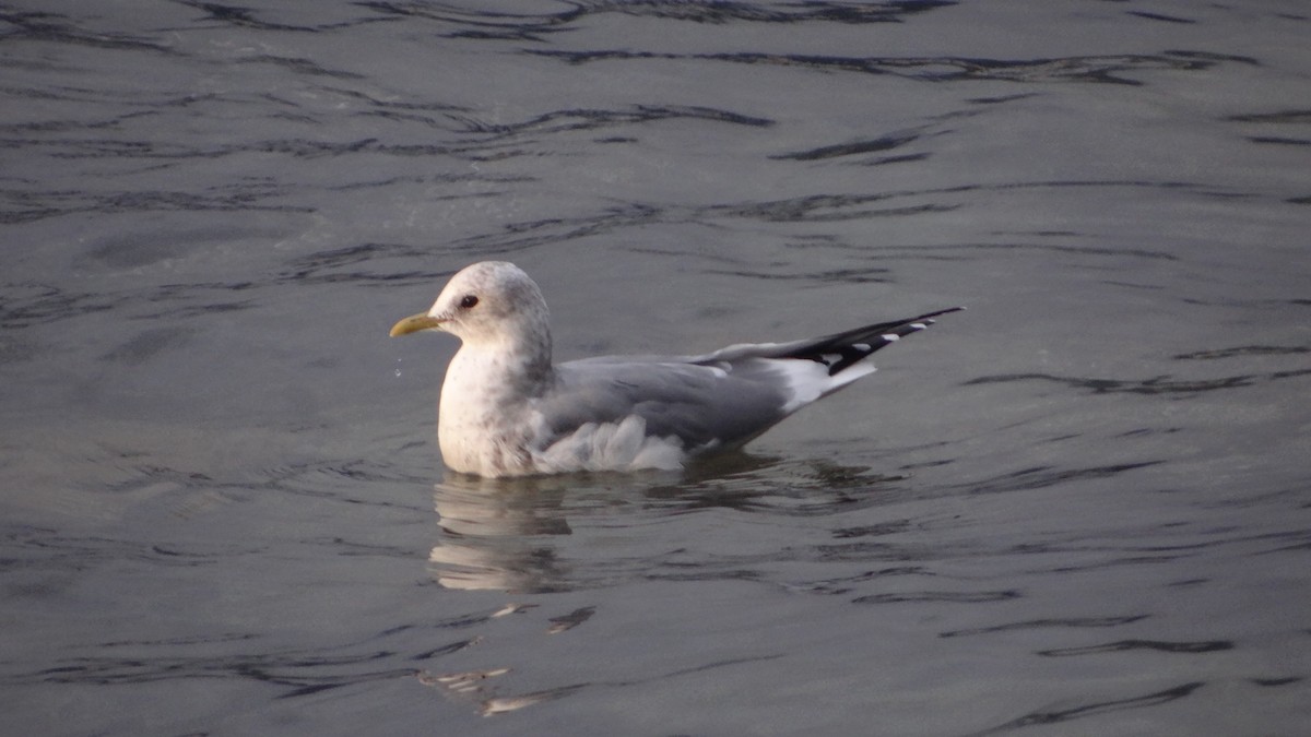Short-billed Gull - ML625300227