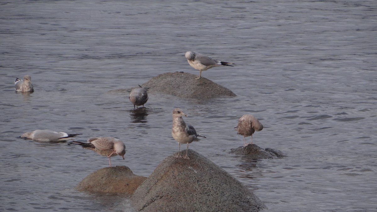 Short-billed Gull - ML625300228