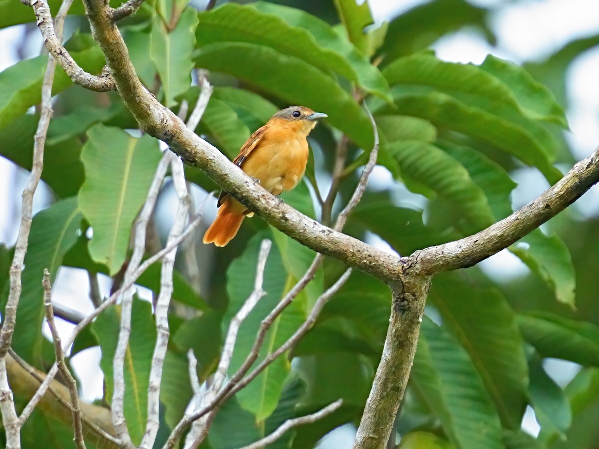 Chestnut-crowned Becard - ML625300257