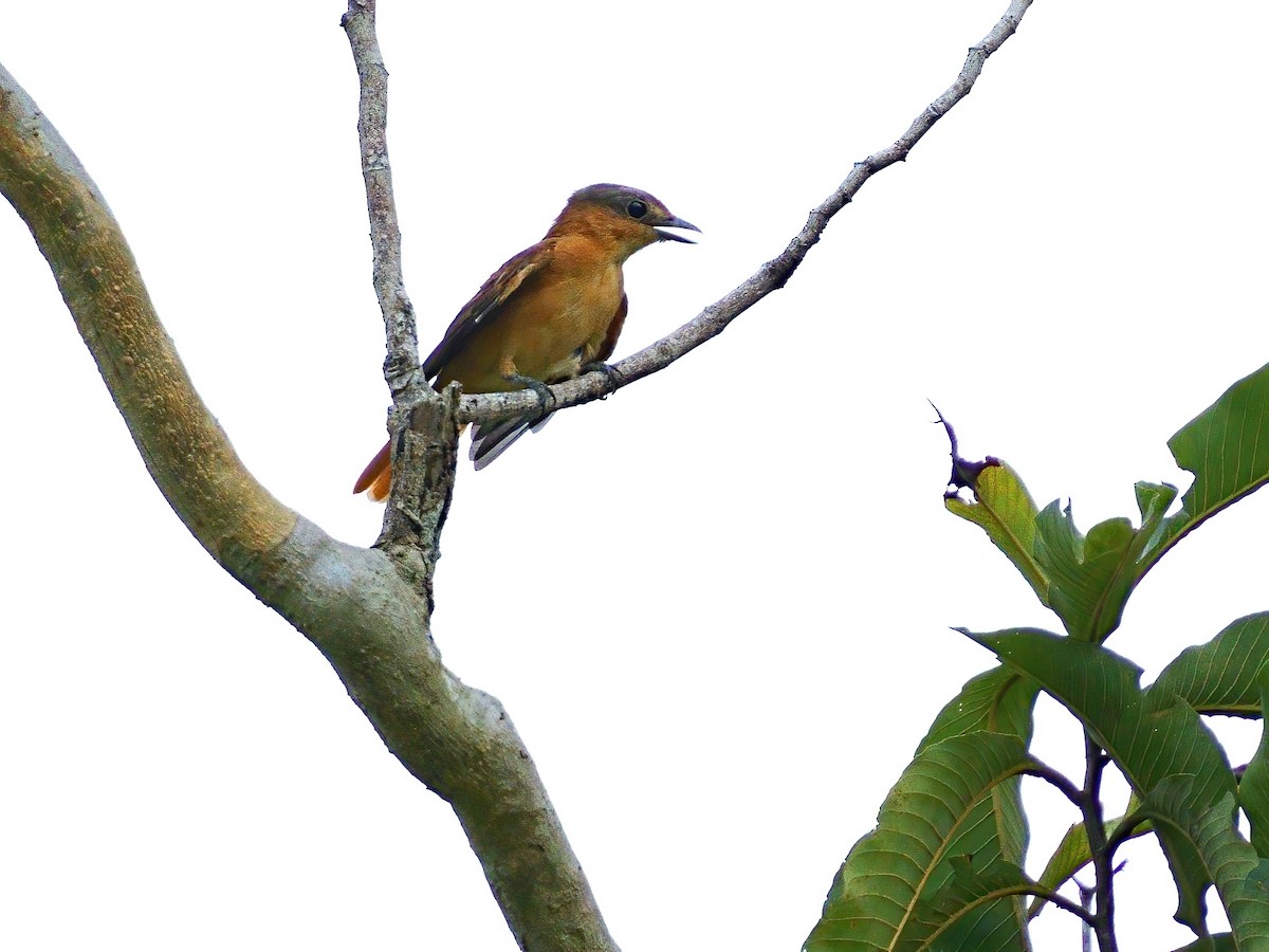 Chestnut-crowned Becard - Mei Hsiao