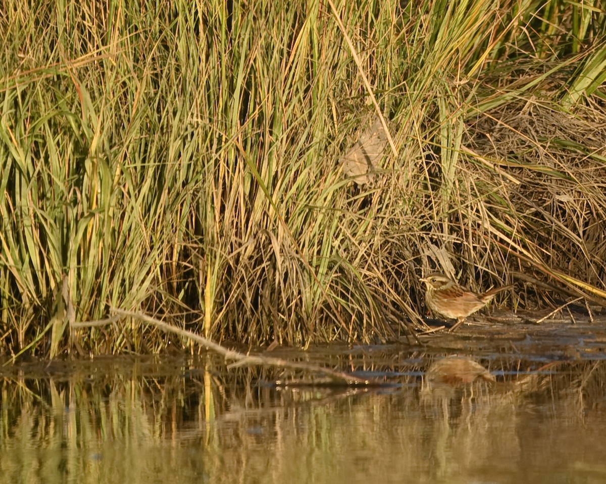 Swamp Sparrow - ML625300334