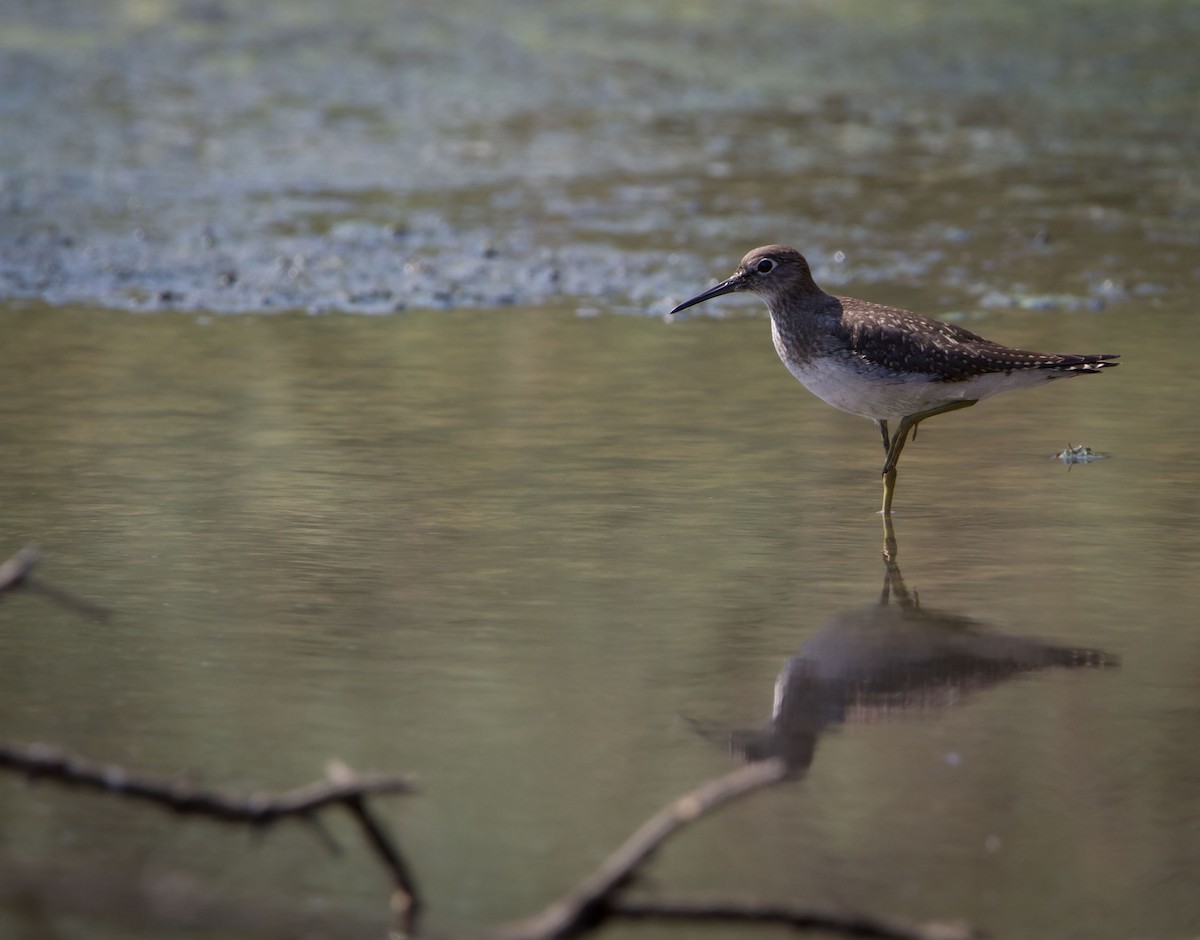 Solitary Sandpiper - ML625300477