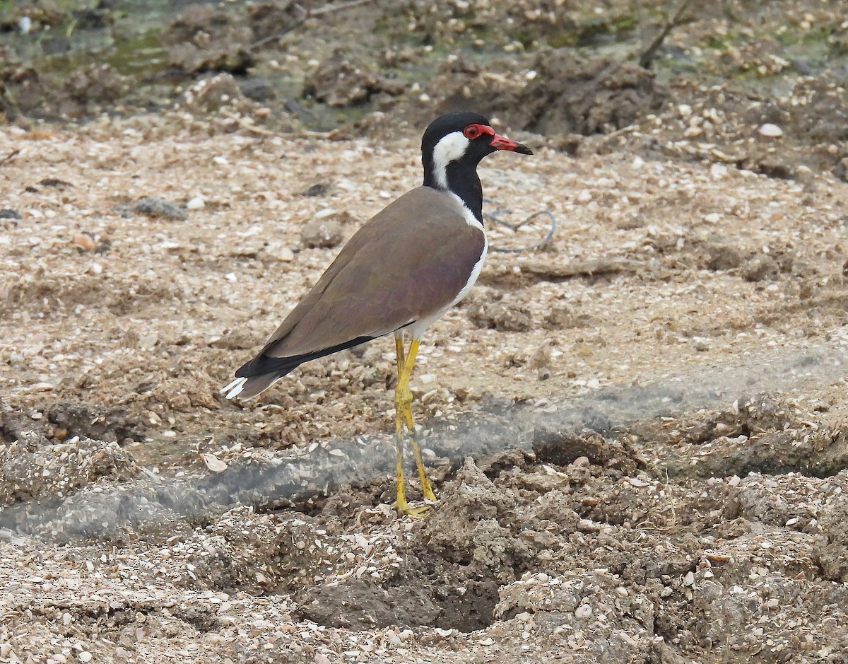 Red-wattled Lapwing - Simon Hitchen