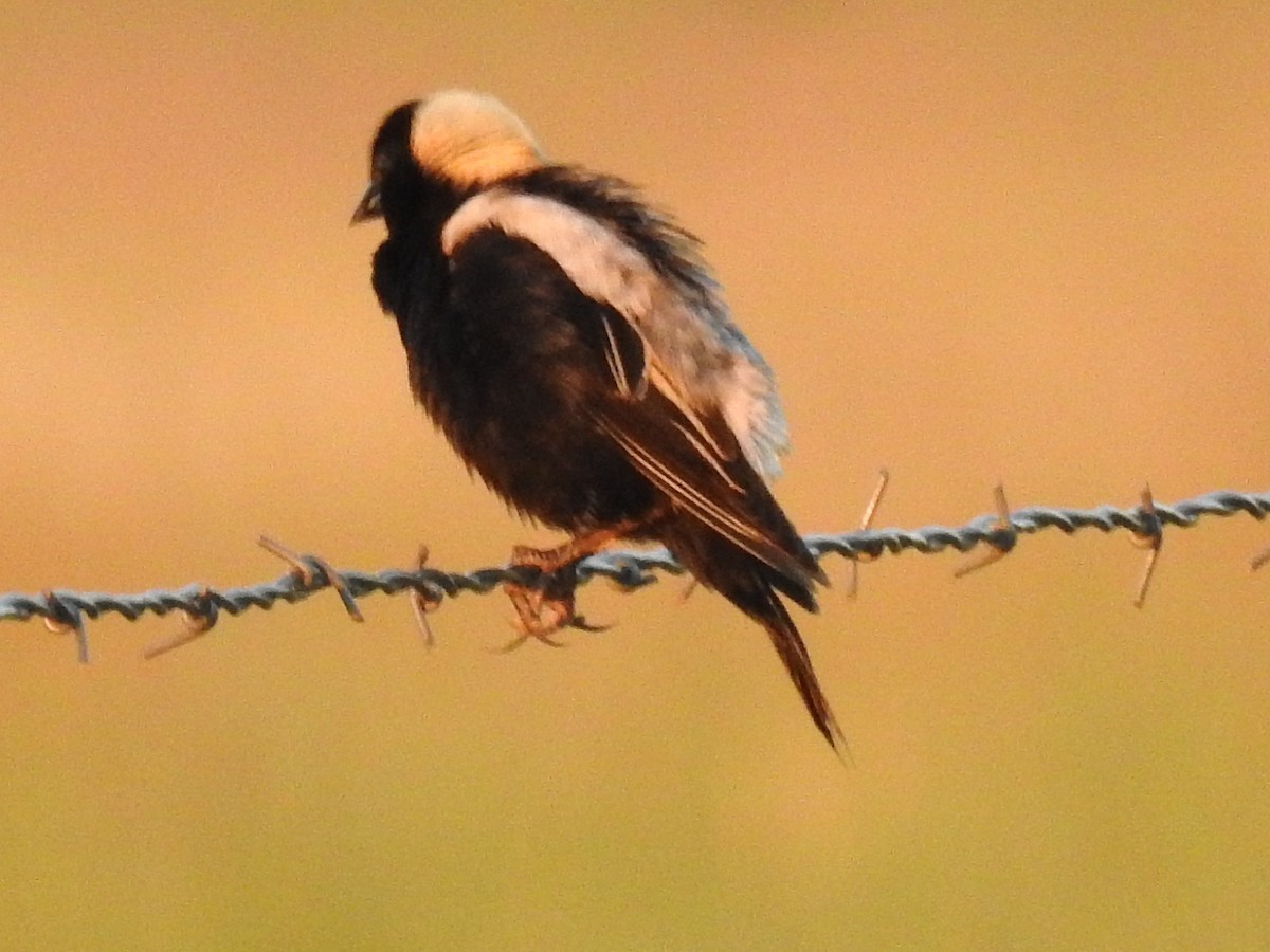 Bobolink - Shane Sater