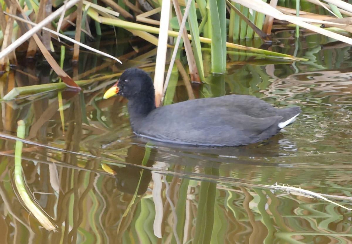 Red-fronted Coot - ML625300735