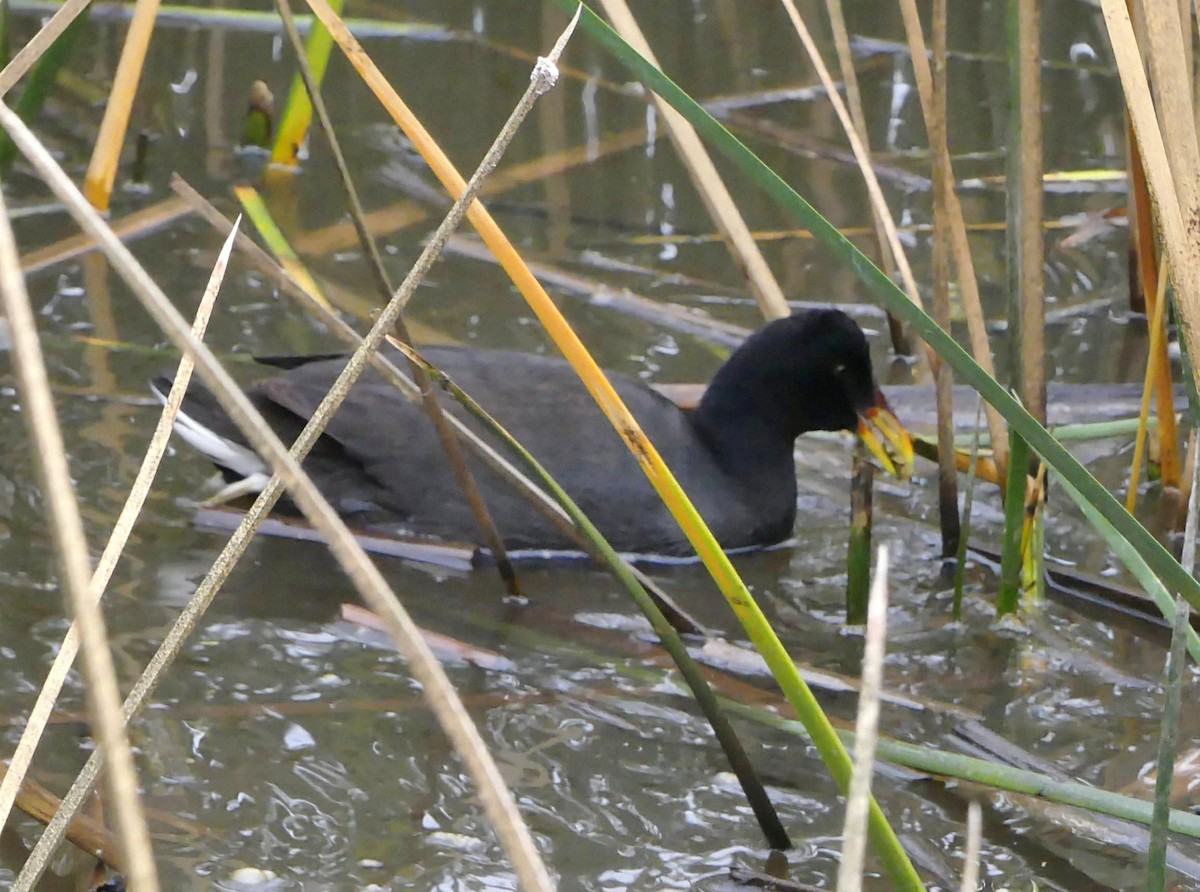 Red-fronted Coot - ML625300736