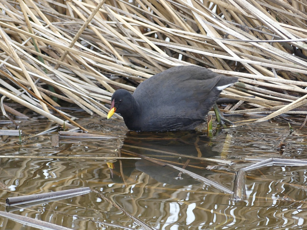 Red-fronted Coot - ML625300737