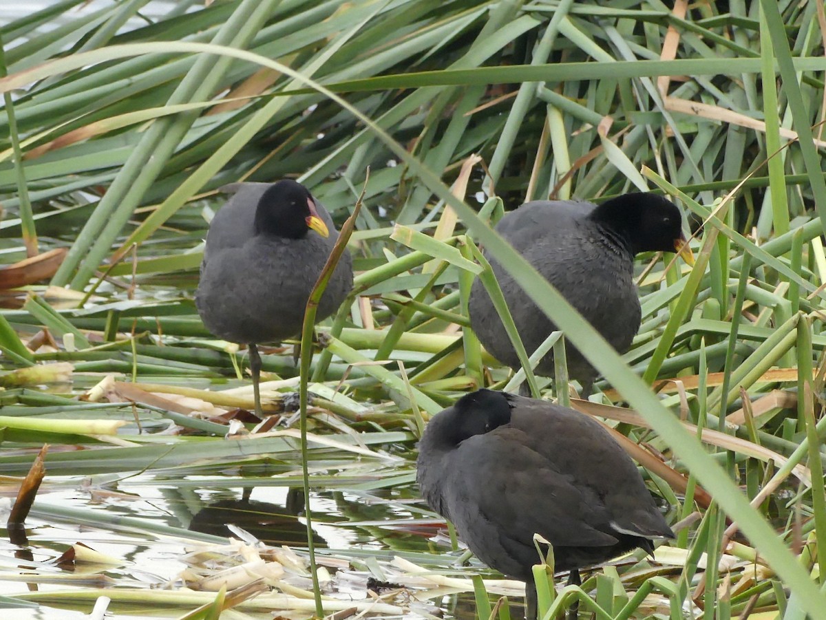 Red-fronted Coot - ML625300738