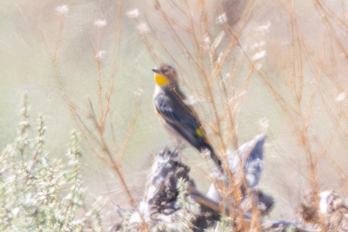 Yellow-rumped Warbler (Audubon's) - ML625300911