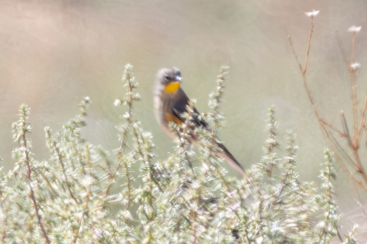 Yellow-rumped Warbler (Audubon's) - ML625300912