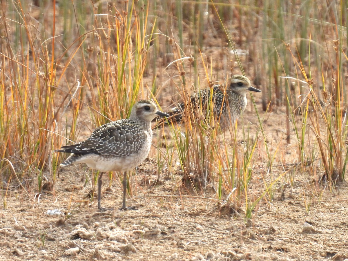 American Golden-Plover - ML625300927