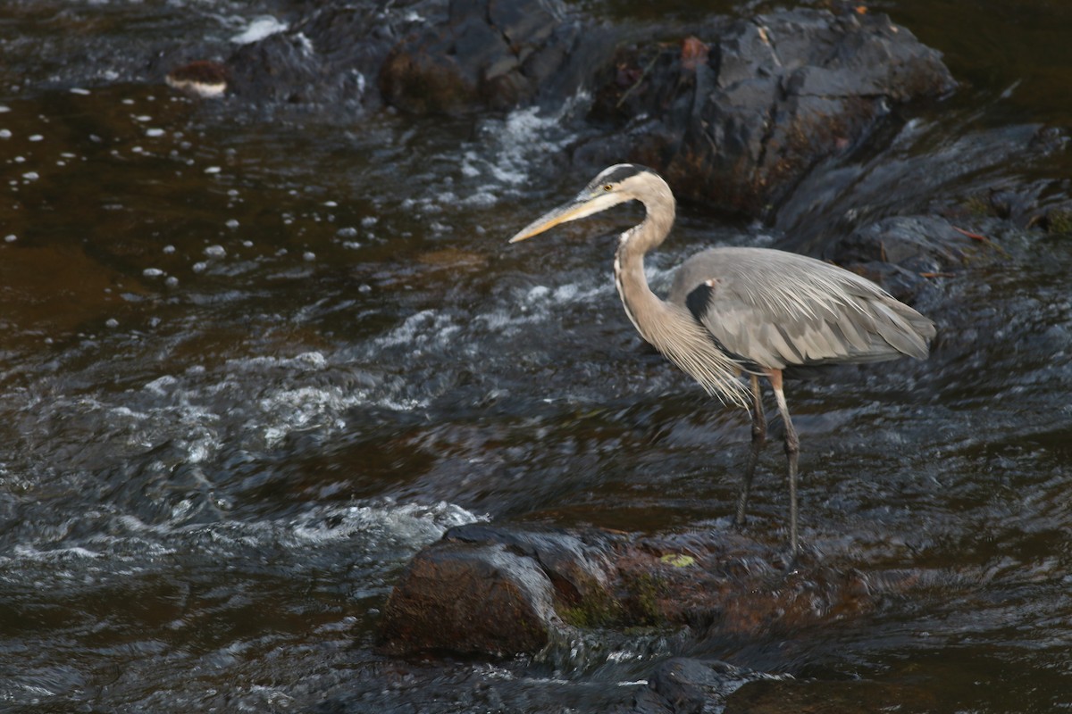 Great Blue Heron - ML625301092