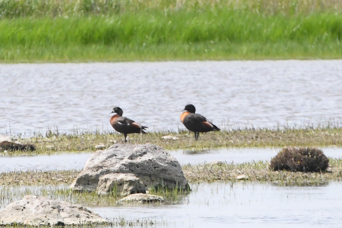 Australian Shelduck - ML625301202