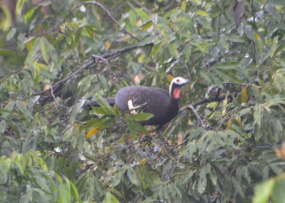 Red-throated Piping-Guan - ML625301262