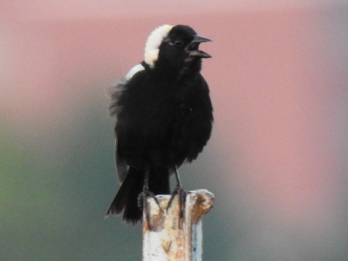 bobolink americký - ML62530131