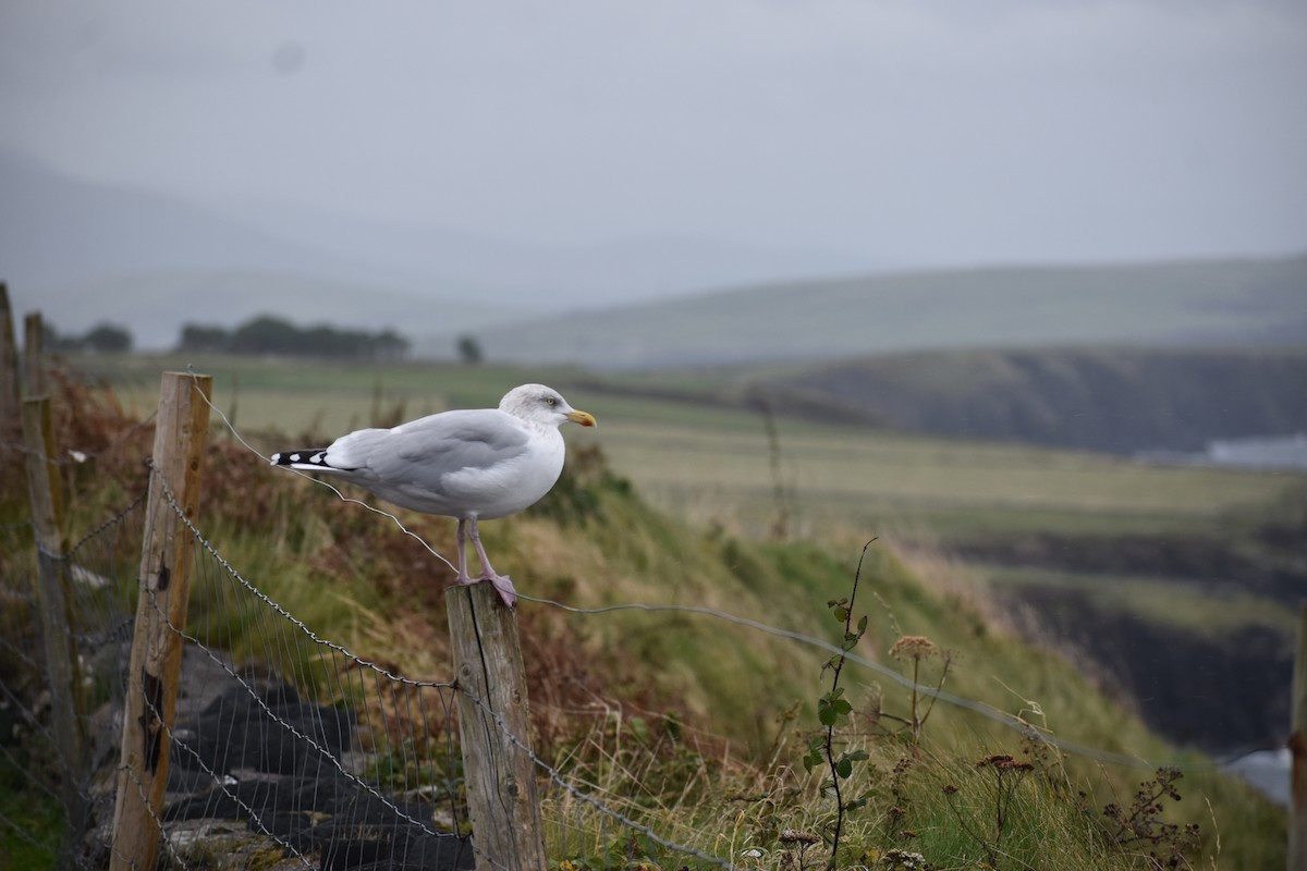 Gaviota Argéntea Europea - ML625301393