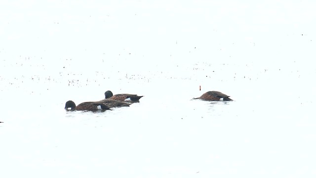 Chestnut Teal - ML625301402
