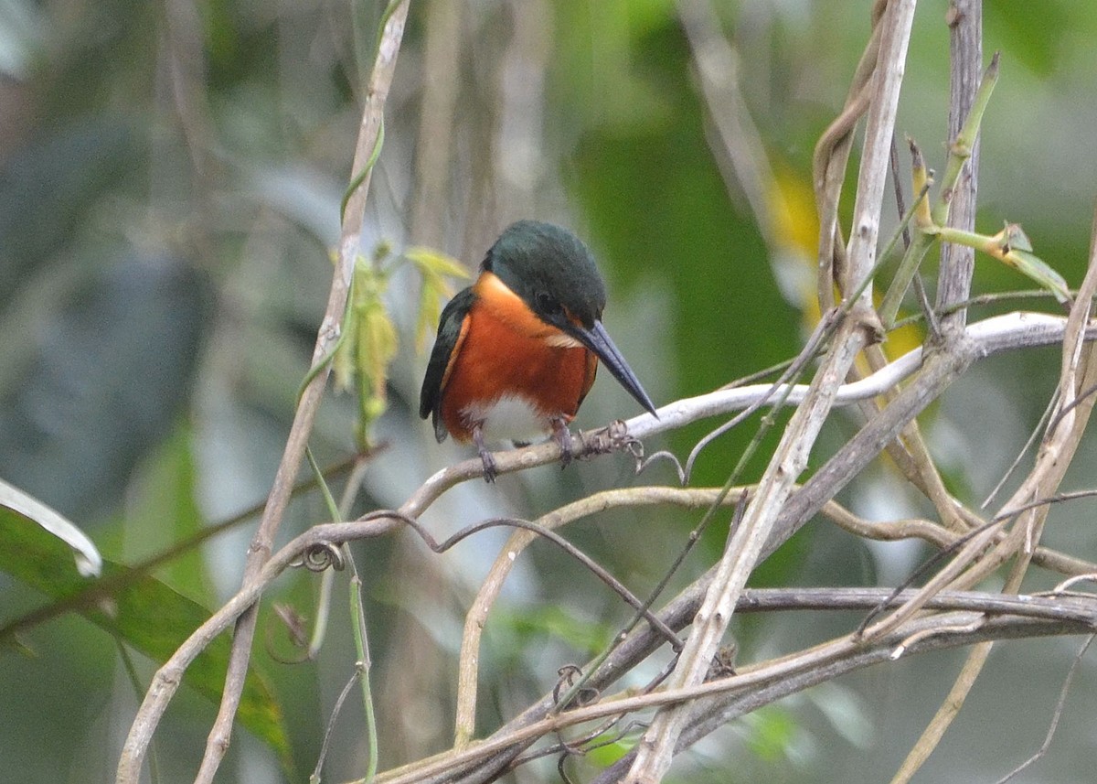 American Pygmy Kingfisher - ML625301516