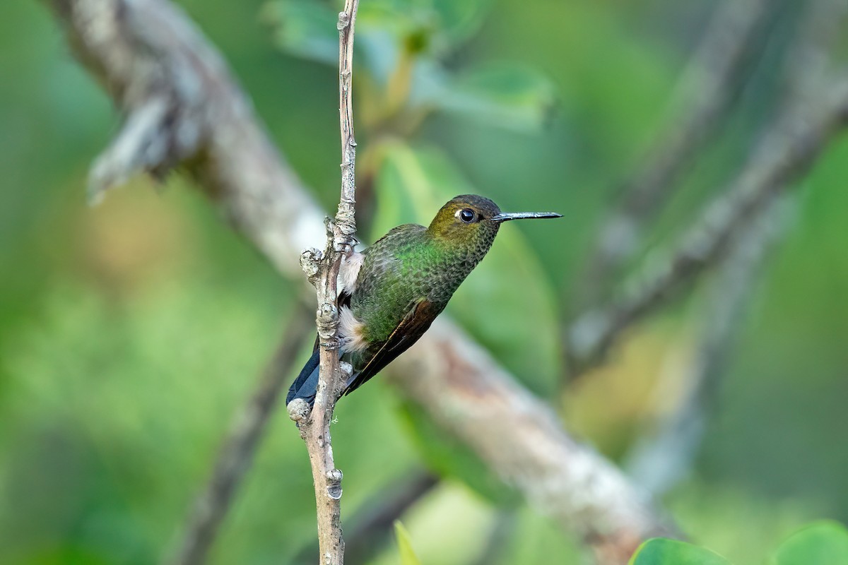 Buff-thighed Puffleg - ML625301538