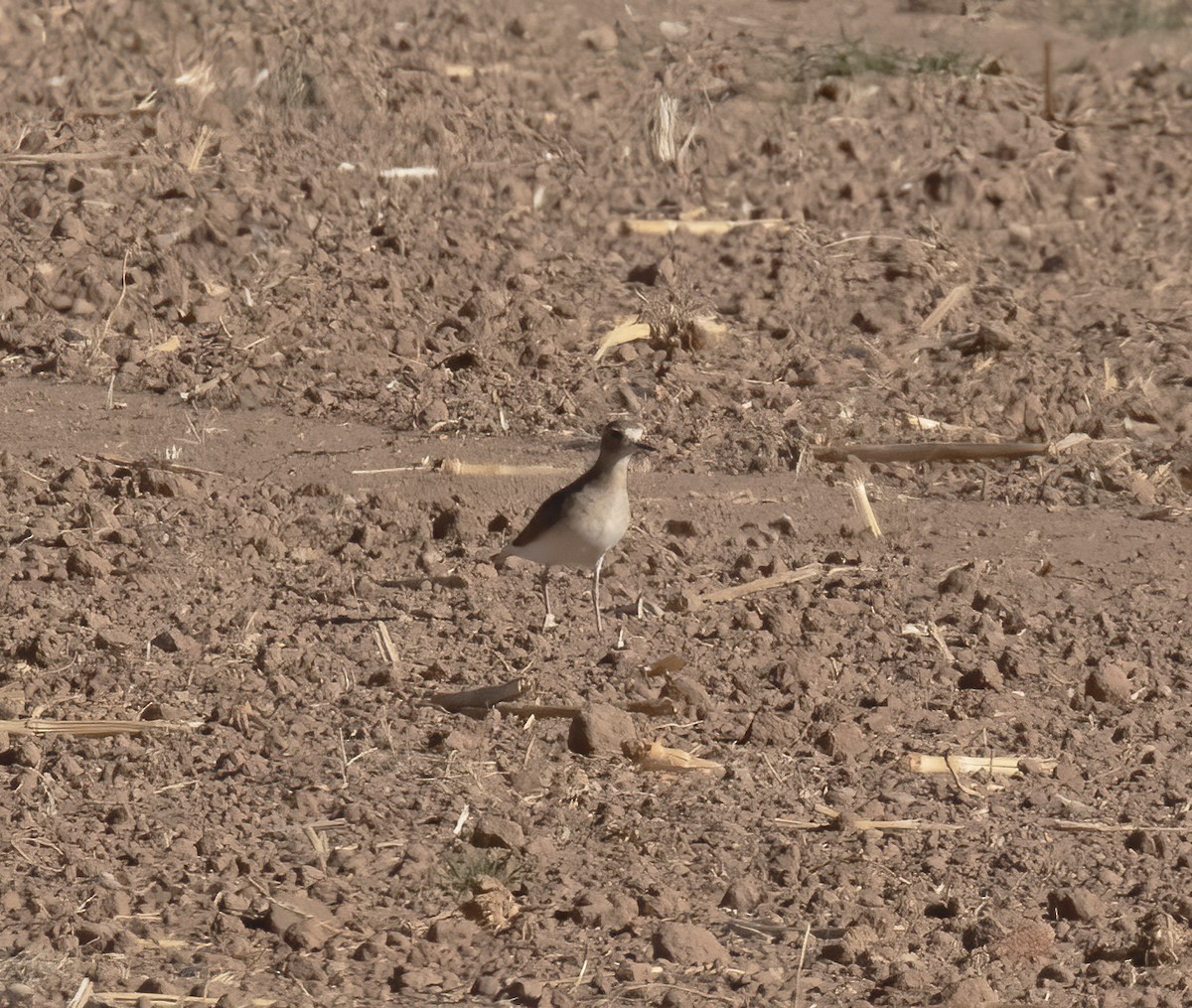 Mountain Plover - ML625301542