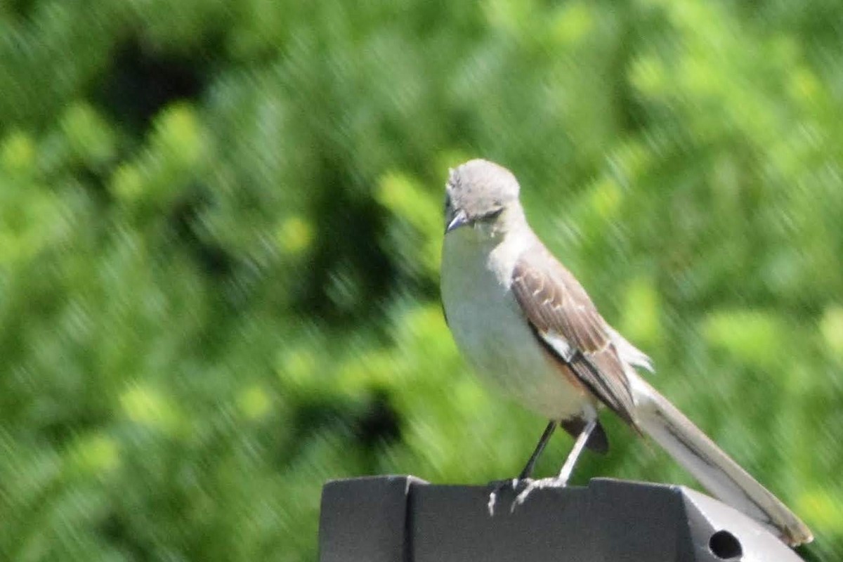 Northern Mockingbird - ML625301665